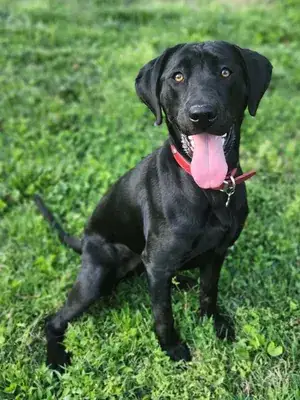 Ruby the Labrador Retriever - Retrieve-Air Mascot